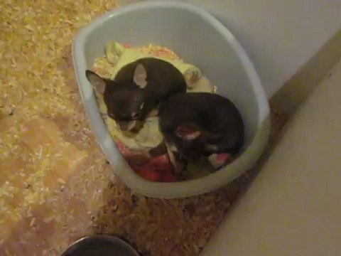 Deux petits mâle chococlat , vendu pour compagnie lof.