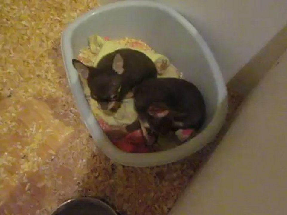 Deux petits mâle chococlat , vendu pour compagnie lof.