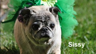 A Special Tribute to Our Senior Pets Past & Present