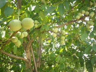 Ceviz Fidanı Fiyatları