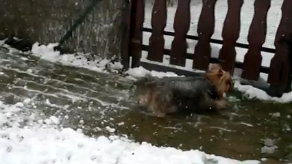 video mes loulous a la  neige 009