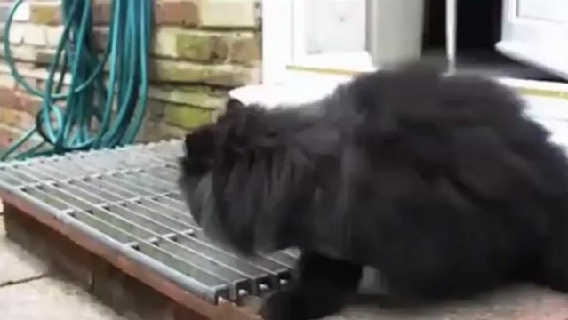 Кот инвалид ходит на двух лапах