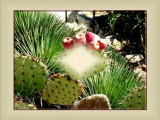 Eze Village - Alpes-Maritimes