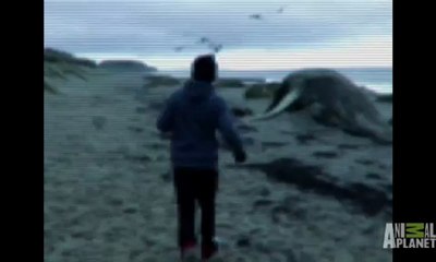 Mermaid'' Sirènes Découverte Par Des Jeunes Sur Un Plage