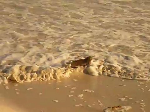 Iguane marin aux Galapagos