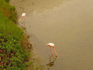 Les flamants roses à l'île Isabela