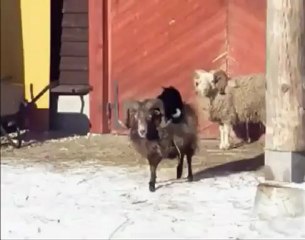 Kedinin koyun üzerinde yolculugu