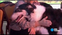 Westminster dog show begins: USA NOW video