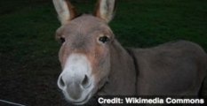 Donkey Meat Allegedly Part of E.U. Horse Meat Crisis