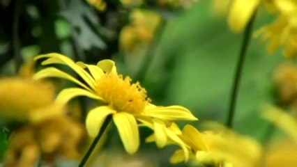 imran jamali - imran ahmad jamali