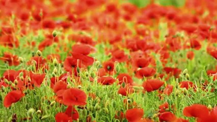 OĞUZ AKSAÇ-DÖN GEL DAYANAMAM