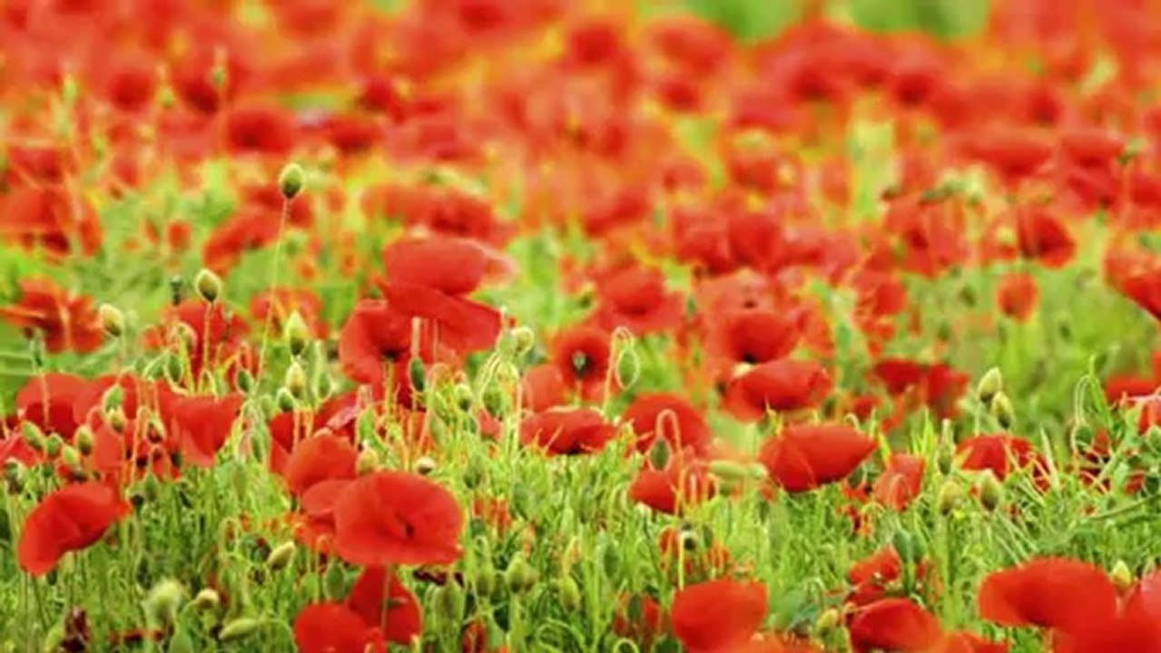 OĞUZ AKSAÇ-DÖN GEL DAYANAMAM