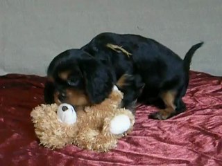 Hold up,Heaven et Harper(6 semaines)