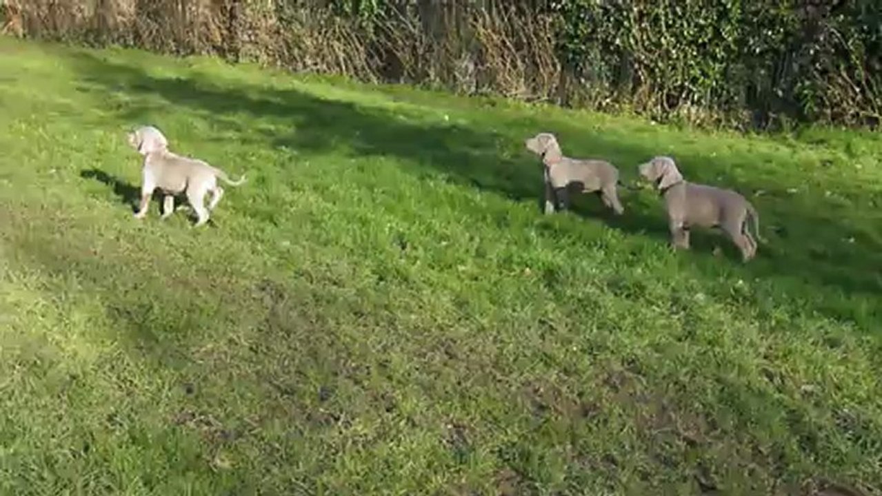 babys weimaraners Abssys and Edmund  Day 52