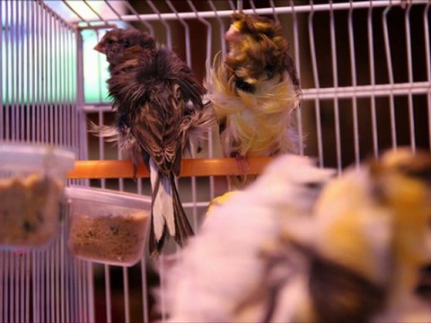 ELEVAGE CANARIS FRIZE' maroc mahir