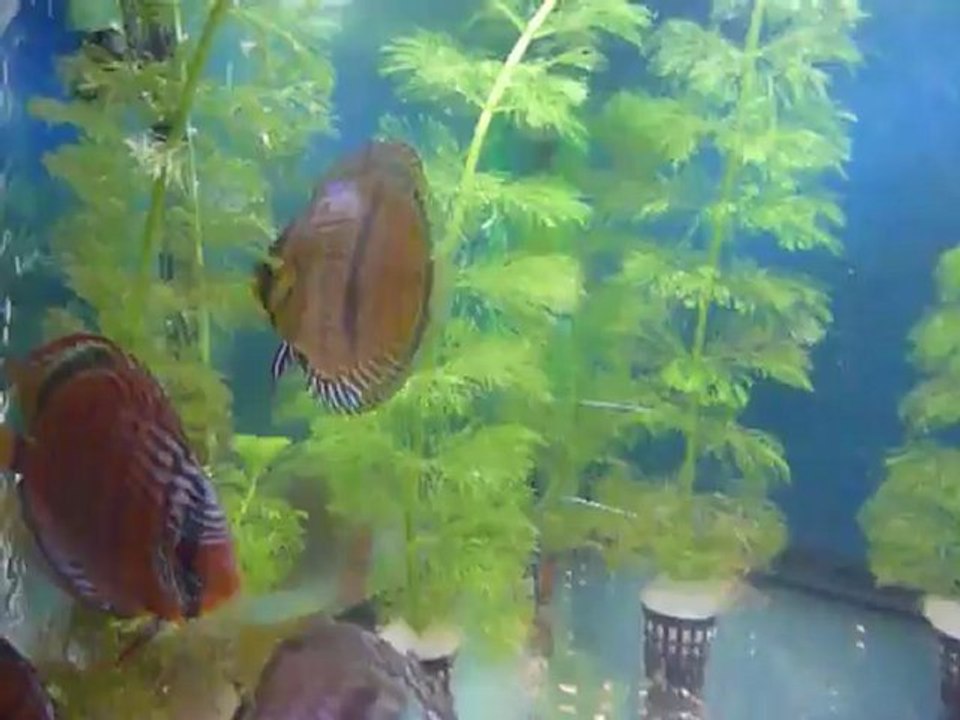 Jeunes discus  rio Nanay et Heckel 3