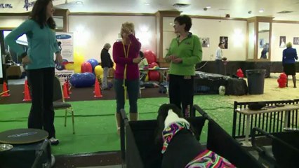 Des chiens se font pomponner pour un concours de beauté