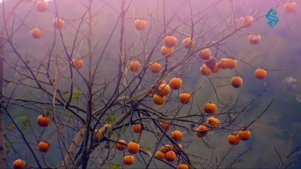 Yunus Emre DERTLİ DOLAP