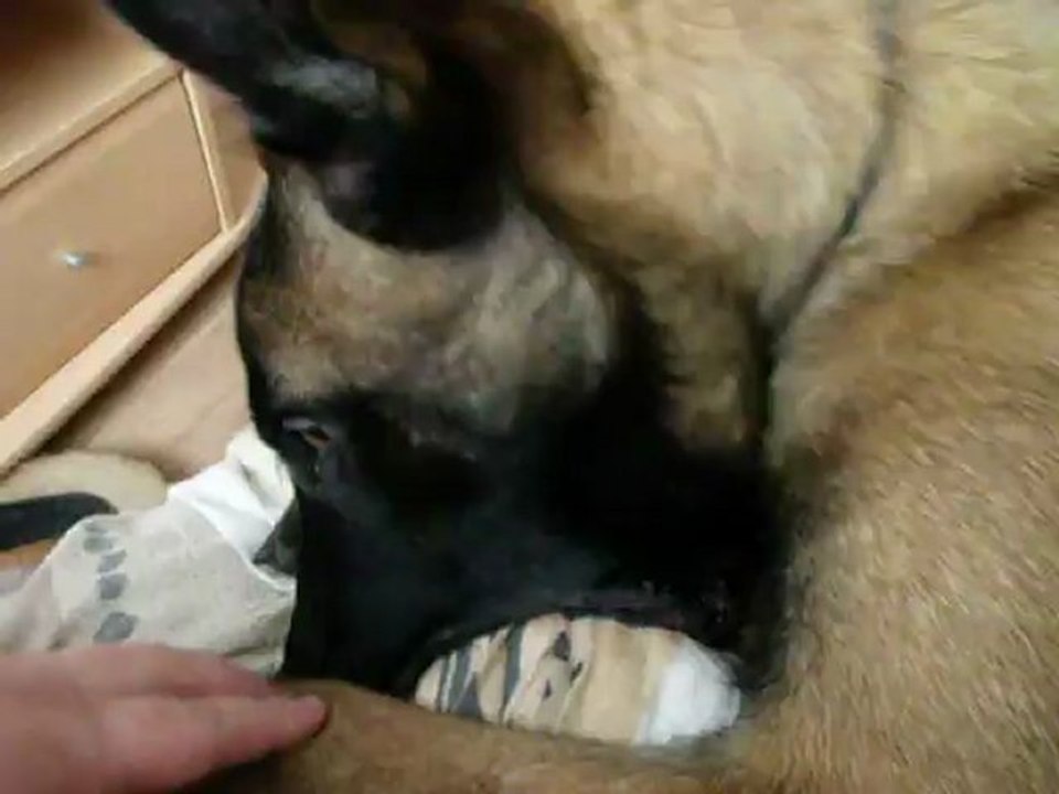 Ed'J le chien qui tête n'importe quoi !!!!
