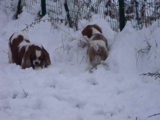 Ficelle en mode chiot dans la neige !!!!
