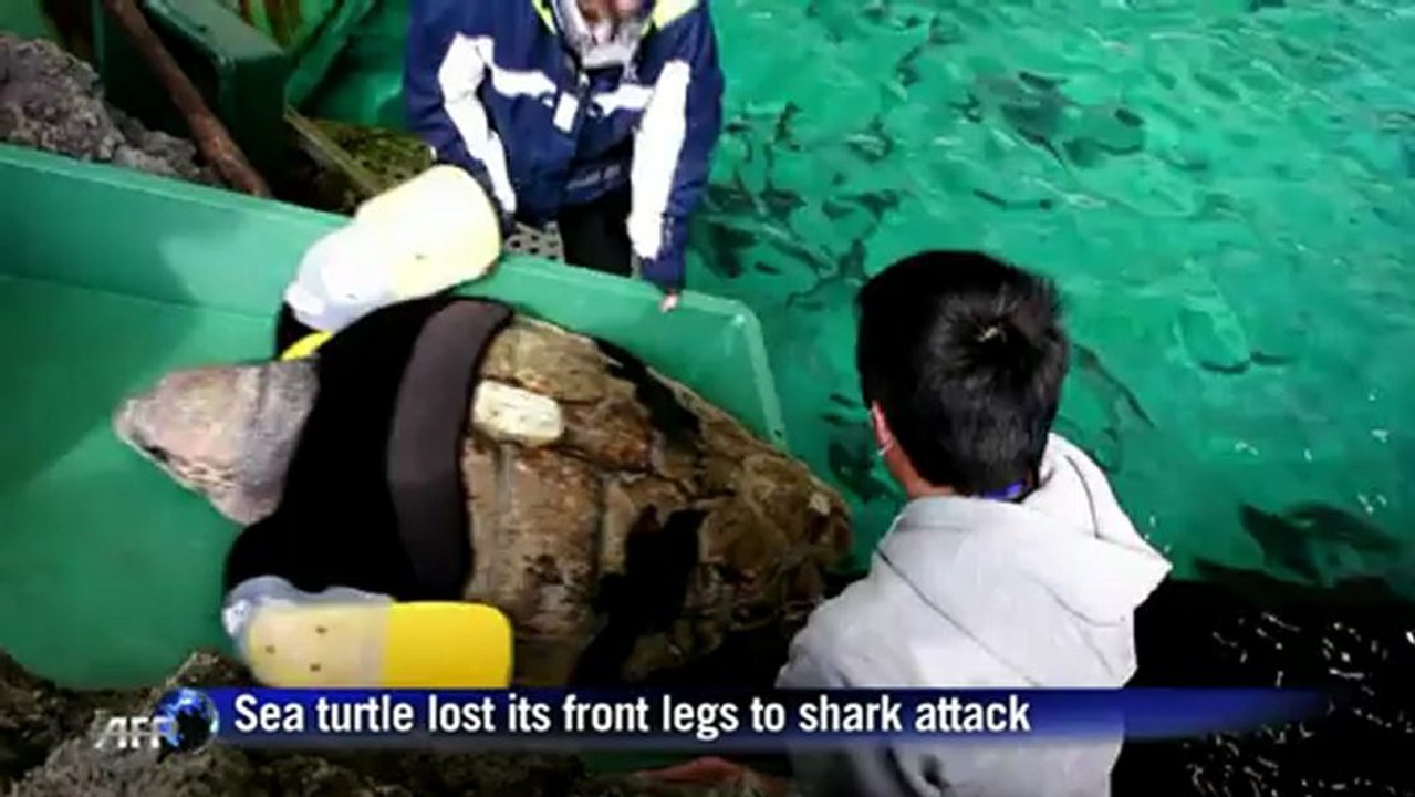 Artificial arms boost limbless loggerhead turtle