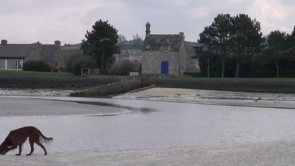 baie du kernic à marée basse