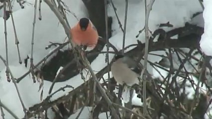Rouge gorge dans la neige