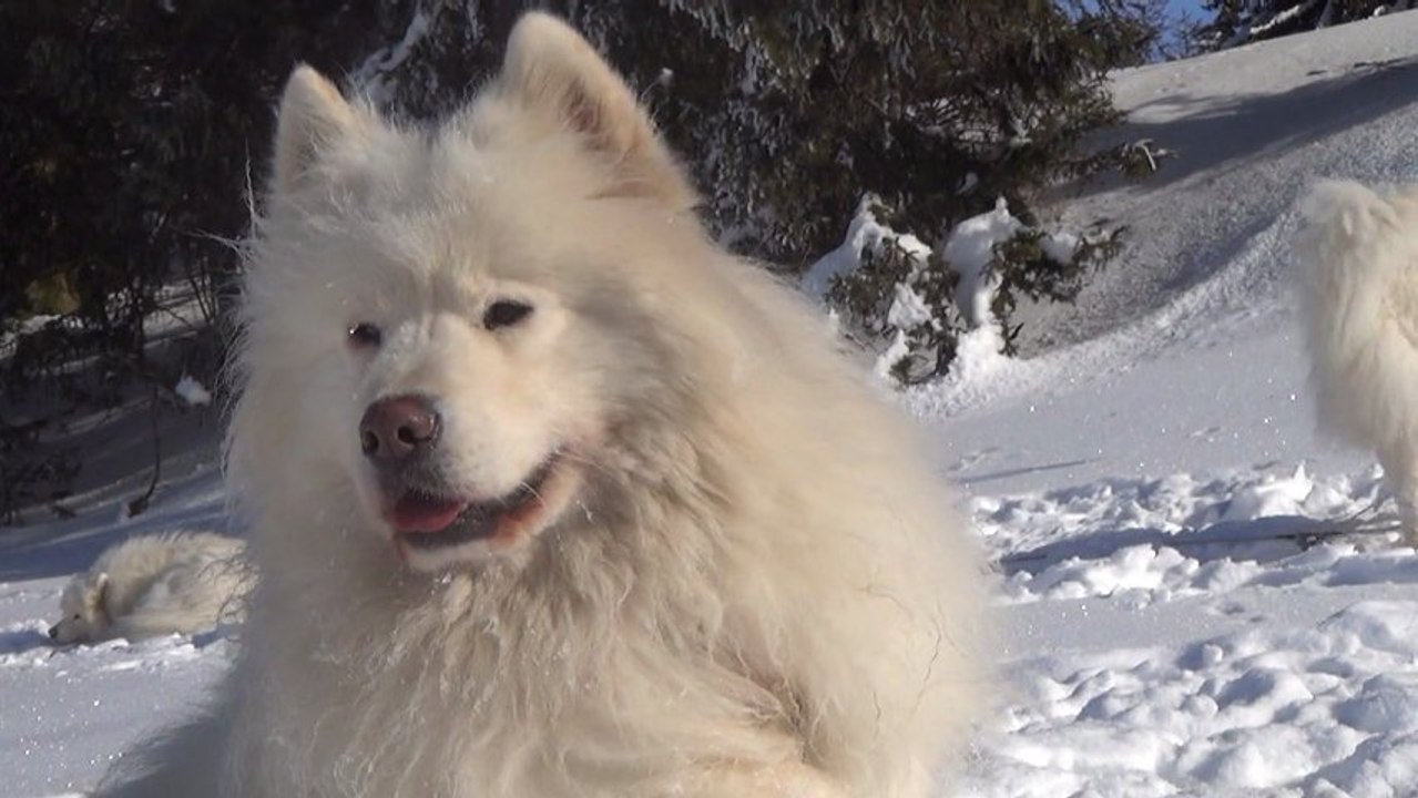 film chiens de traineaux 720