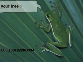 Sana sana culito de rana