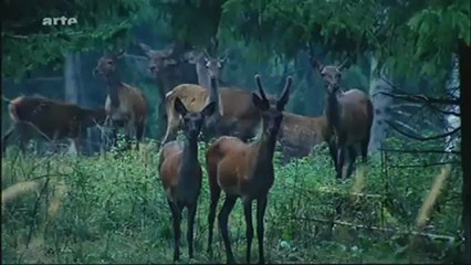 La pologne des braconniers