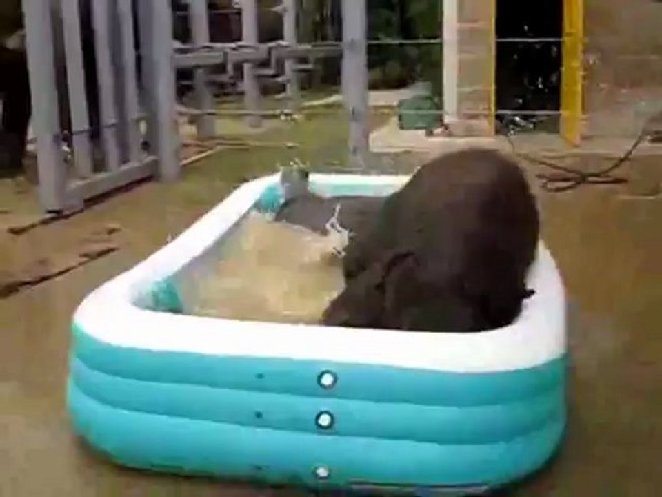 Pool_party
