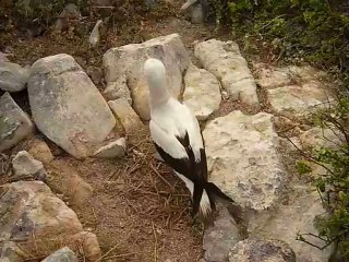 Nazca boobie en train de faire son nid sur l'île Espanola