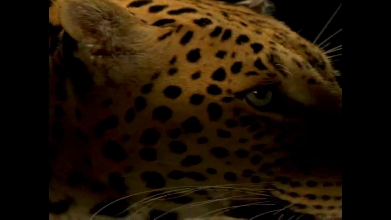 The Healing Circle  ڰۣڿڰۣ ♥ ڰۣڿڰۣ PHIL THORNTON