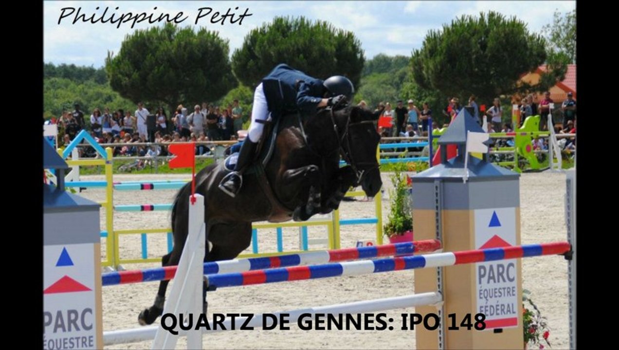 dyffrynaled gari tryfan étalon poney welsh cob