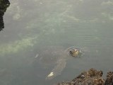 Tortue de mer île d'Isabela aux Galapagos