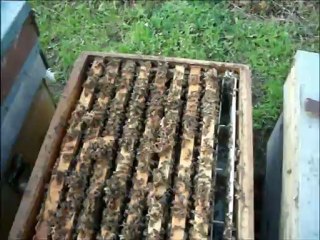 İLK ŞERBET NE ZAMAN VERİLİR ?