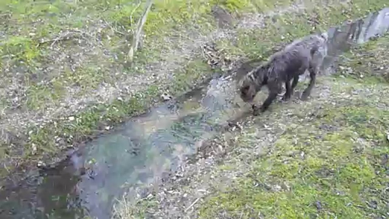 UN DES FOSSÉ DE LA MOUTONNERIE DES BALNETTES