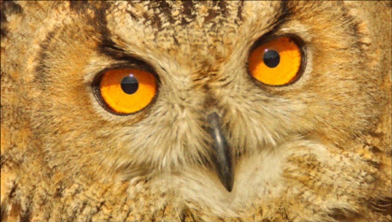 regards des animaux