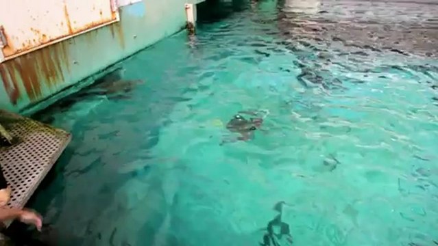 Nuevas aletas para la tortuga Yu