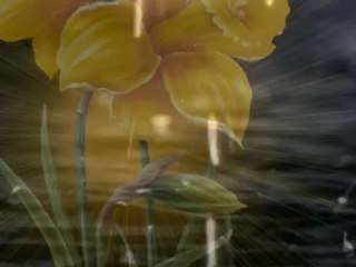 çiçekte tohum biter mi?