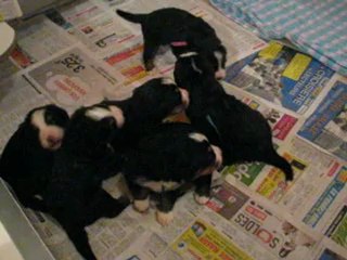 BB Chaumes / Dyorg 17 jours