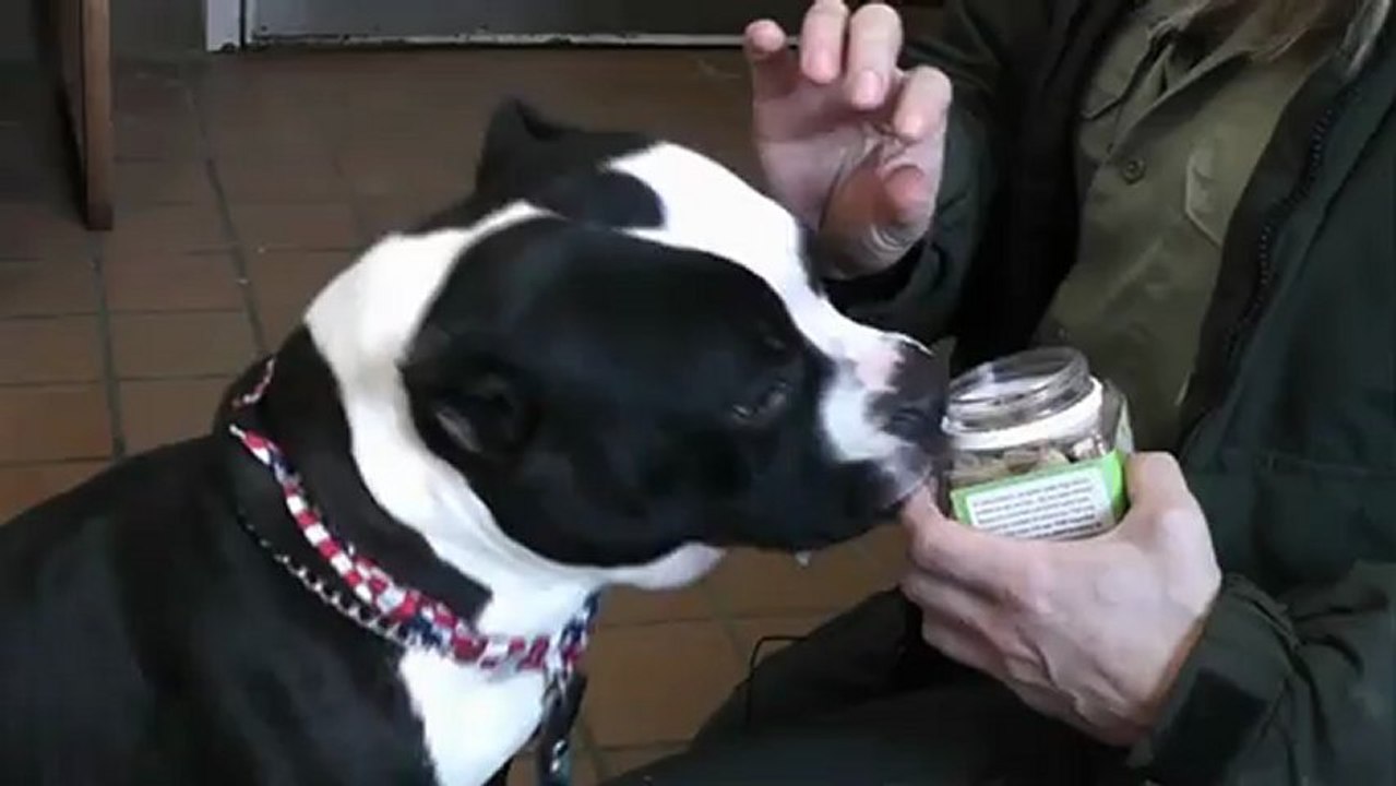 Stamford Pet of the Week: Panda
