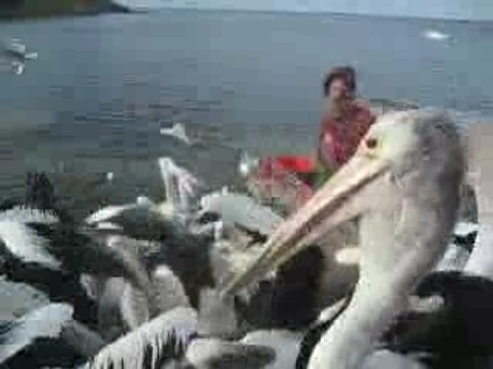 pelicans à la fête
