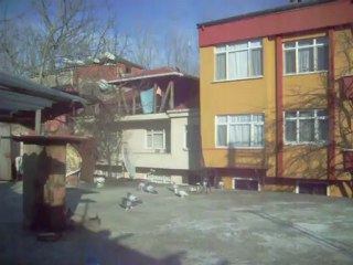 oyun kuşu  sakaryakuscular@hotmail.com