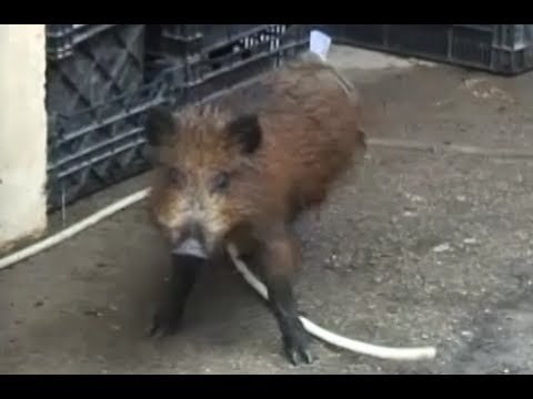 Castellammare (NA) - Caccia al cinghiale nel cimitero, la cattura (12.02.13)