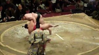 Sumo Pro - Combat 7