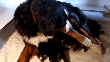 une tétée à 10 jours