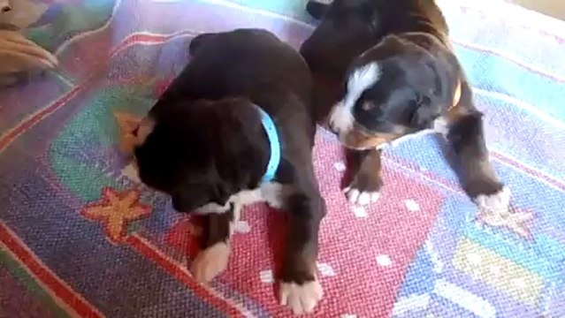 bébé turquoise et bébé orange (13 fév)