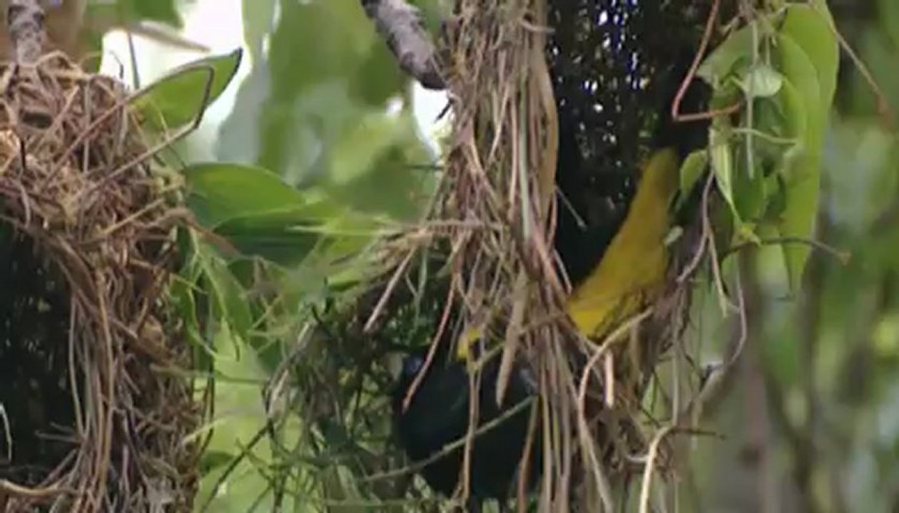 Amazonia, última llamada (06) Alas para Brasil