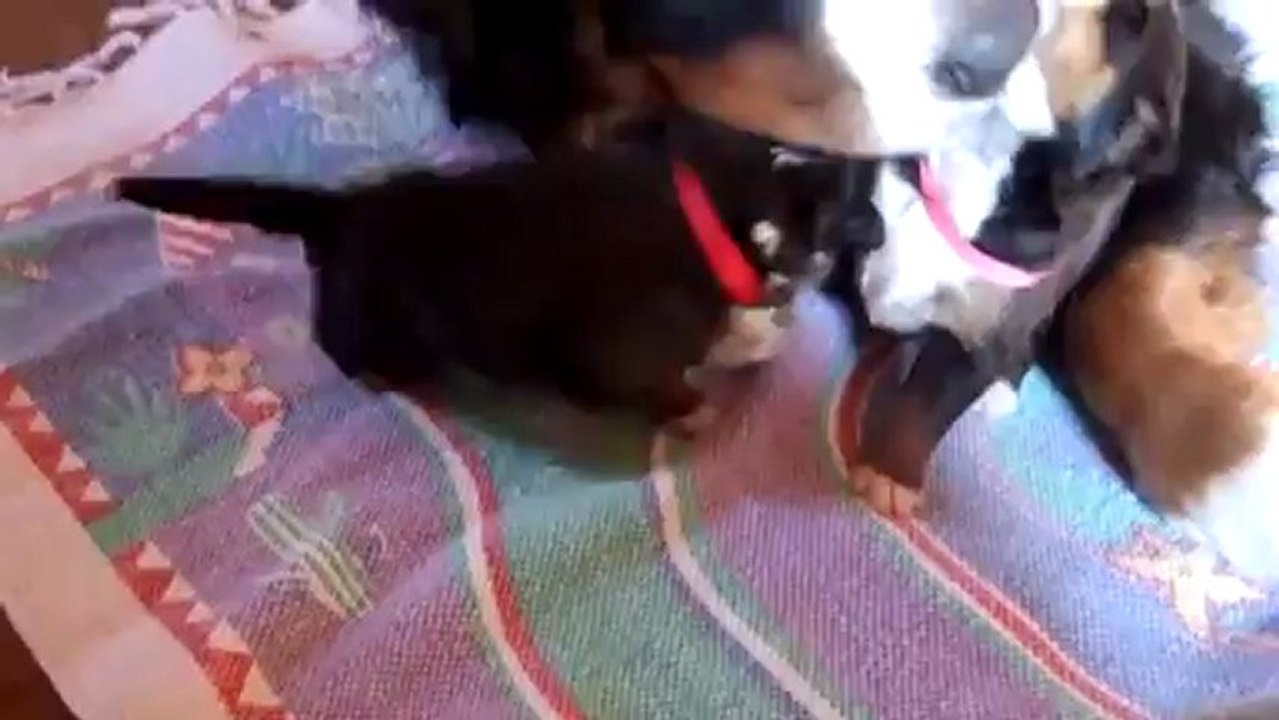 femelle rouge à la toilette avec femelle rose (13 fév)